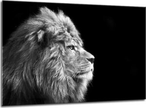 Obraz Styler Glasspik Canvas Animals Lion