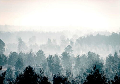 Velkoformátová tapeta Bimago Winter Forest 400 x 280 cm Bimago