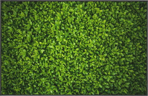 Zelený koberec Oyo home Ivy